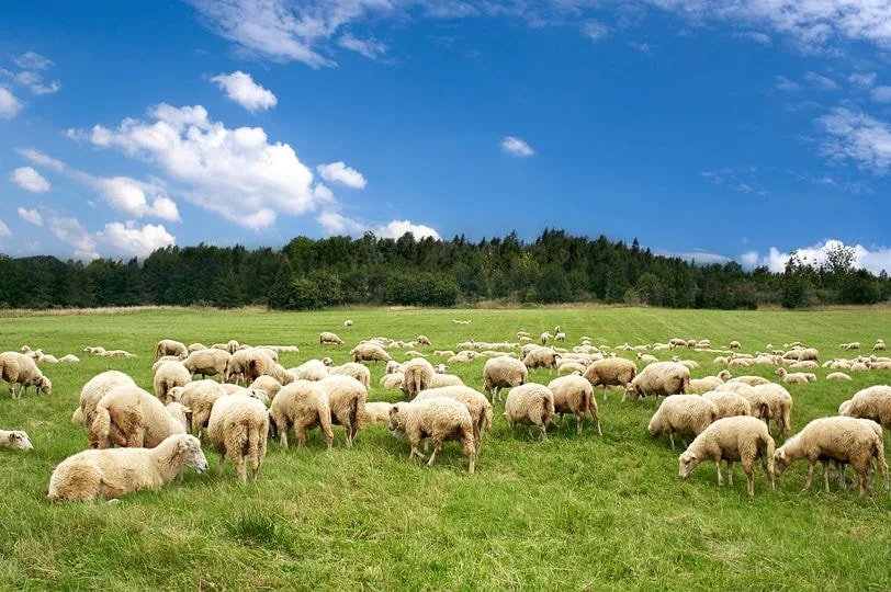 O ką, jei visi pataptume vegetarais?